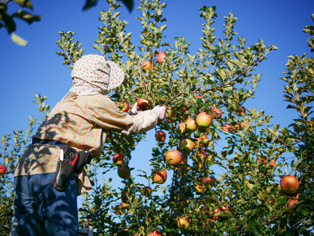 女性が育てるりんごです