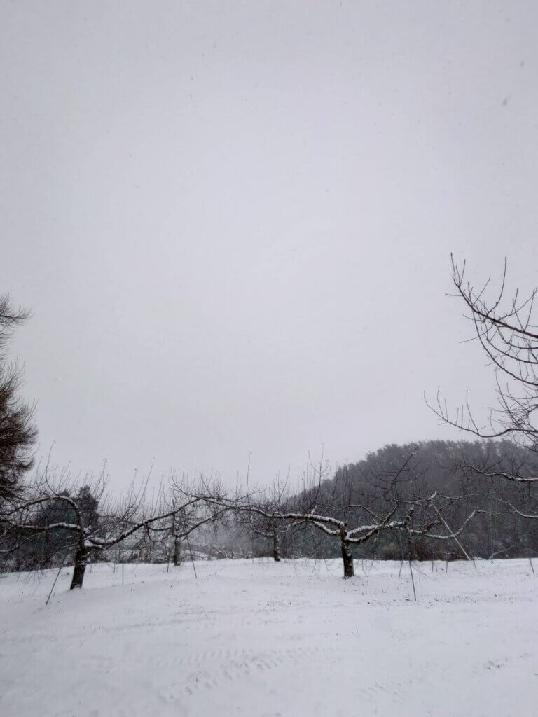 雪とりんごの木
